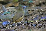 Abbott's Babbler